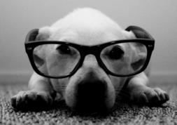 Après les lentilles pour éléphants : les lunettes pour chien !