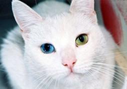 Les lentilles œil de chat : un regard félin qui fait sensation