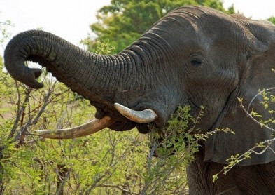 Première mondiale : un éléphant porte une lentille de contact ! 