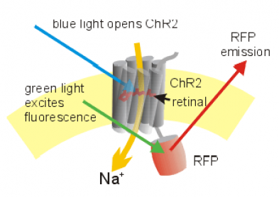 Optogénétique : Nouvel espoir pour restituer la vue aux malvoyants !